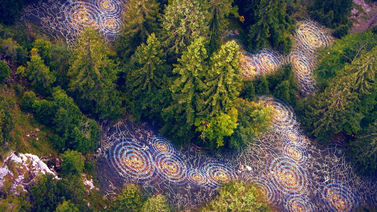 Szene aus Terra X - Unsere Wälder