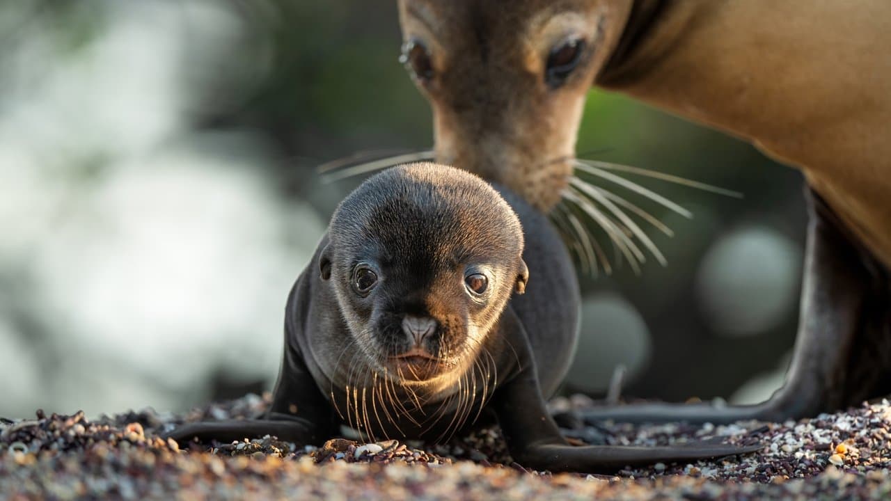 Szene aus Seelöwen auf Galapagos