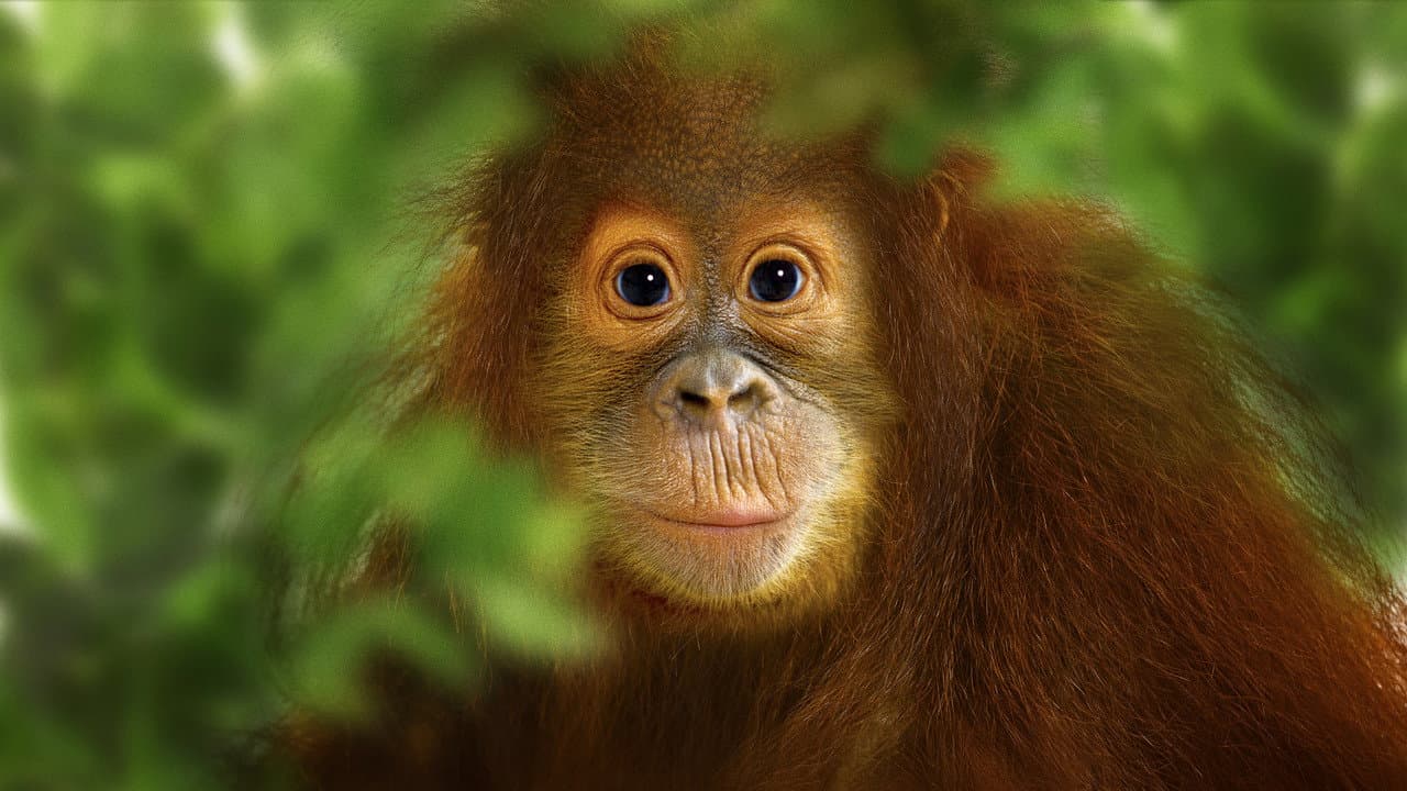 Szene aus Operation Orangutan