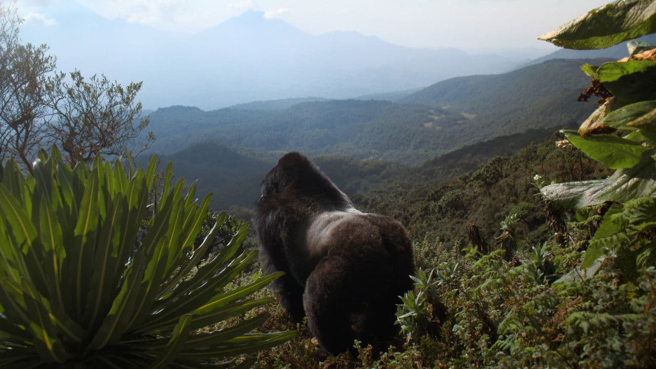 Szene aus Eine Gorilla-Story erzählt von David Attenborough