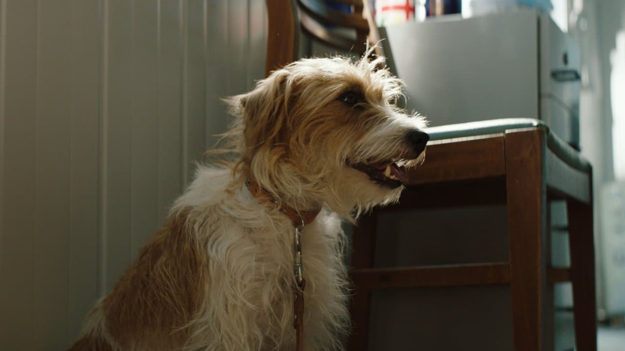 Szene aus Smuggling Hendrix - Nicht ohne meinen Hund