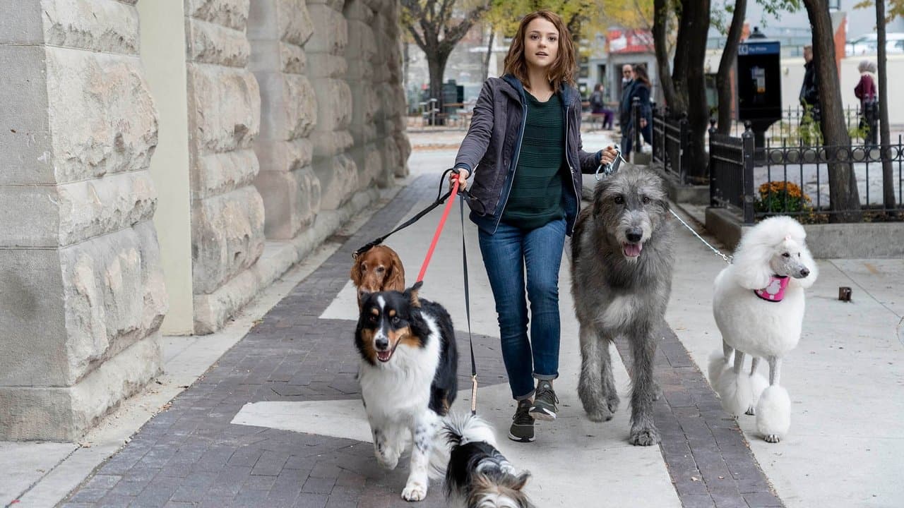 Szene aus Bailey - Ein Hund kehrt zurück
