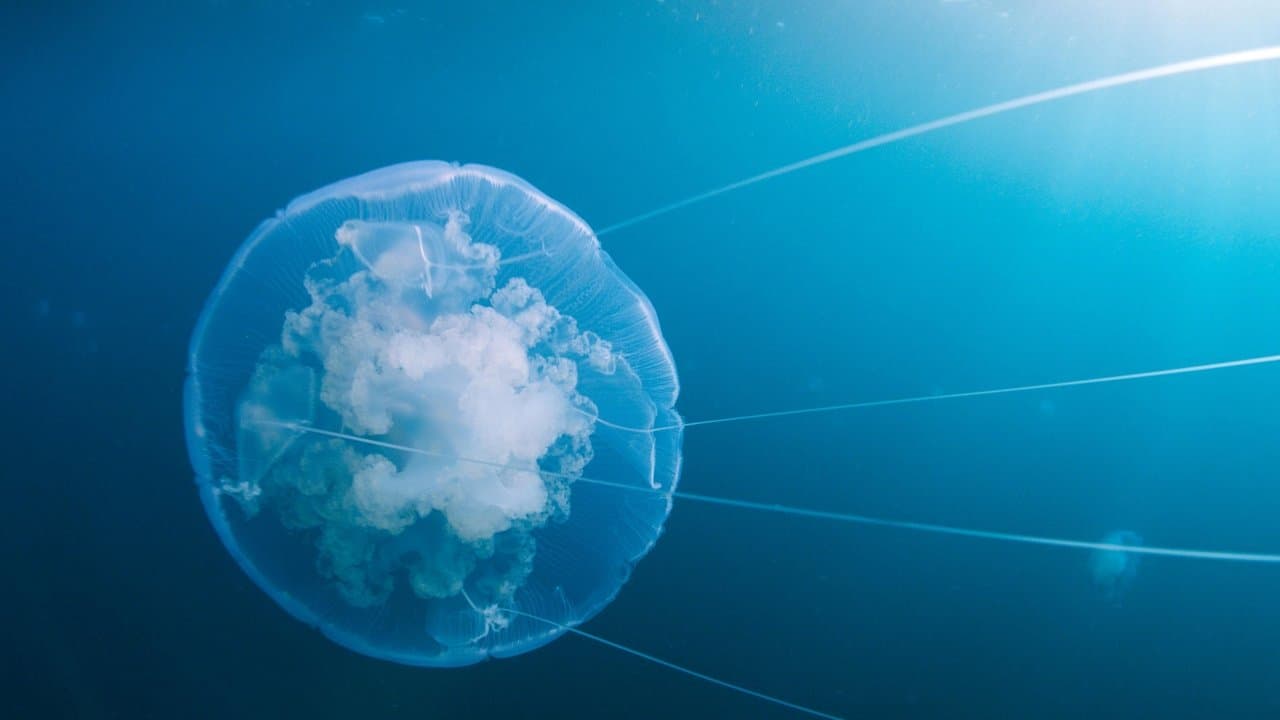 Szene aus Voyage of Time: Life's Journey