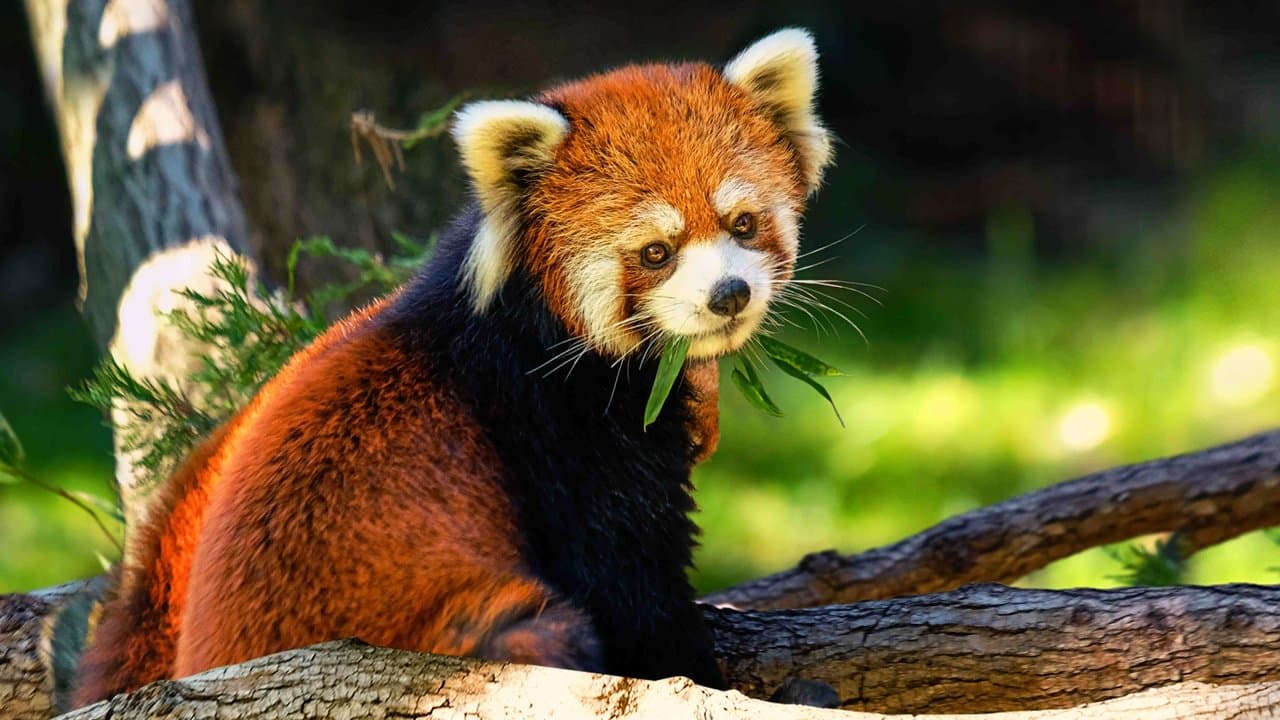 Szene aus Bronx Zoo - Tierpark der Superlative