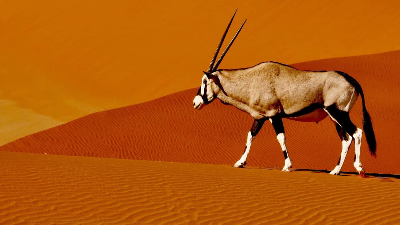 Szene aus Namibias Naturwunder