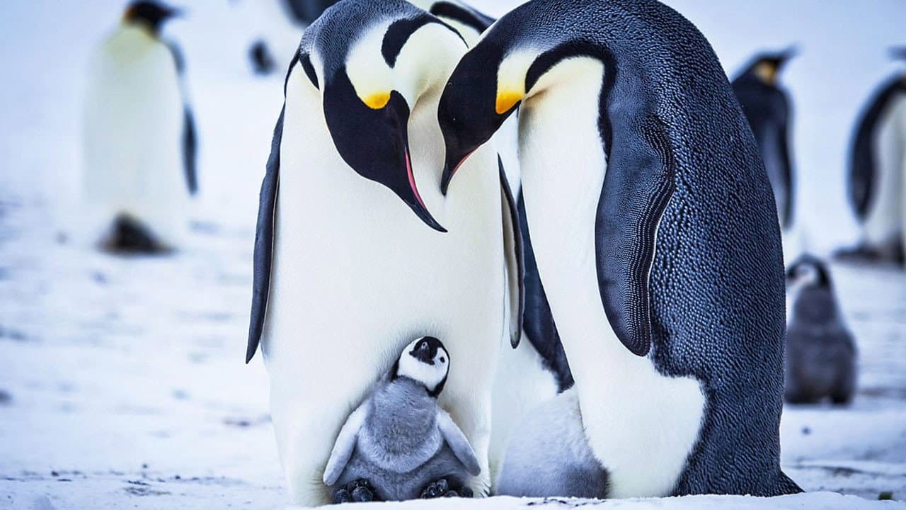 Szene aus Snow Chick - Aus dem Leben eines Pinguins