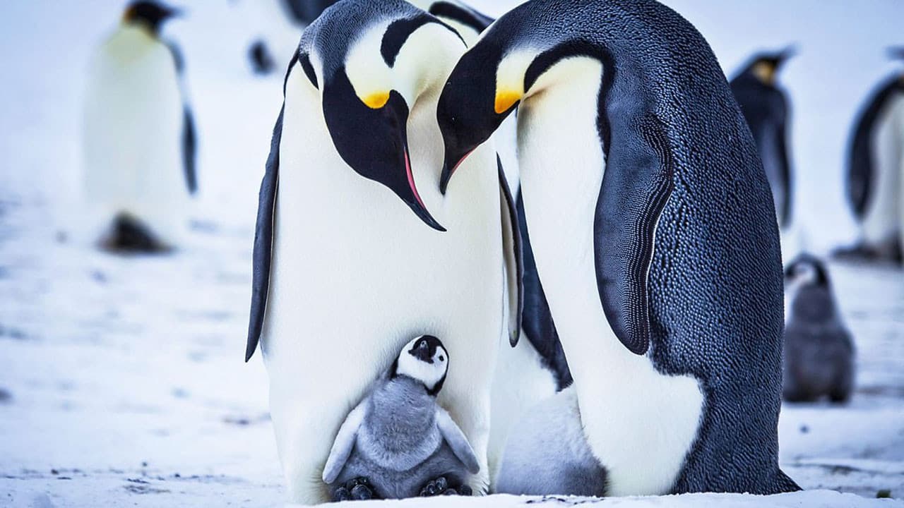 Szene aus Snow Chick - Aus dem Leben eines Pinguins