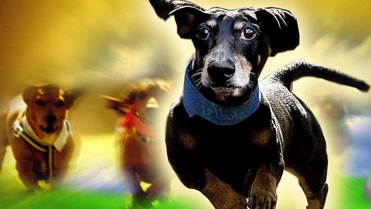 Szene aus Die Dackel sind los