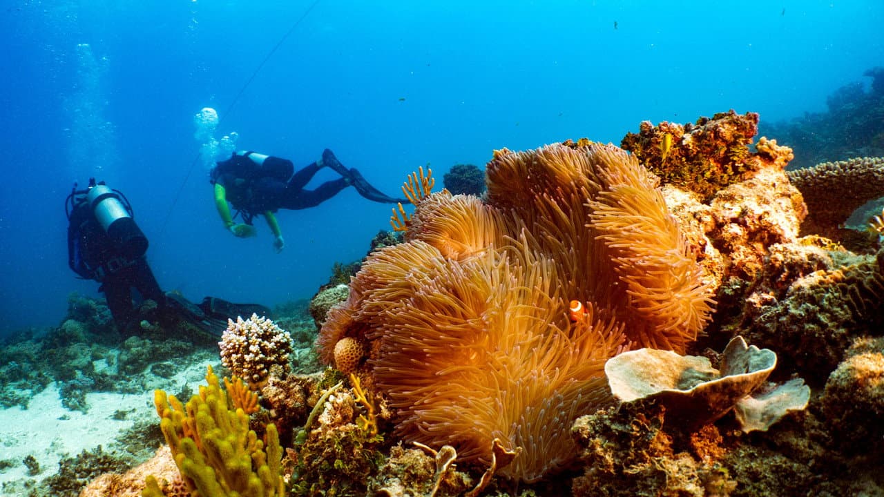 Szene aus Great Barrier Reef: The Next Generation