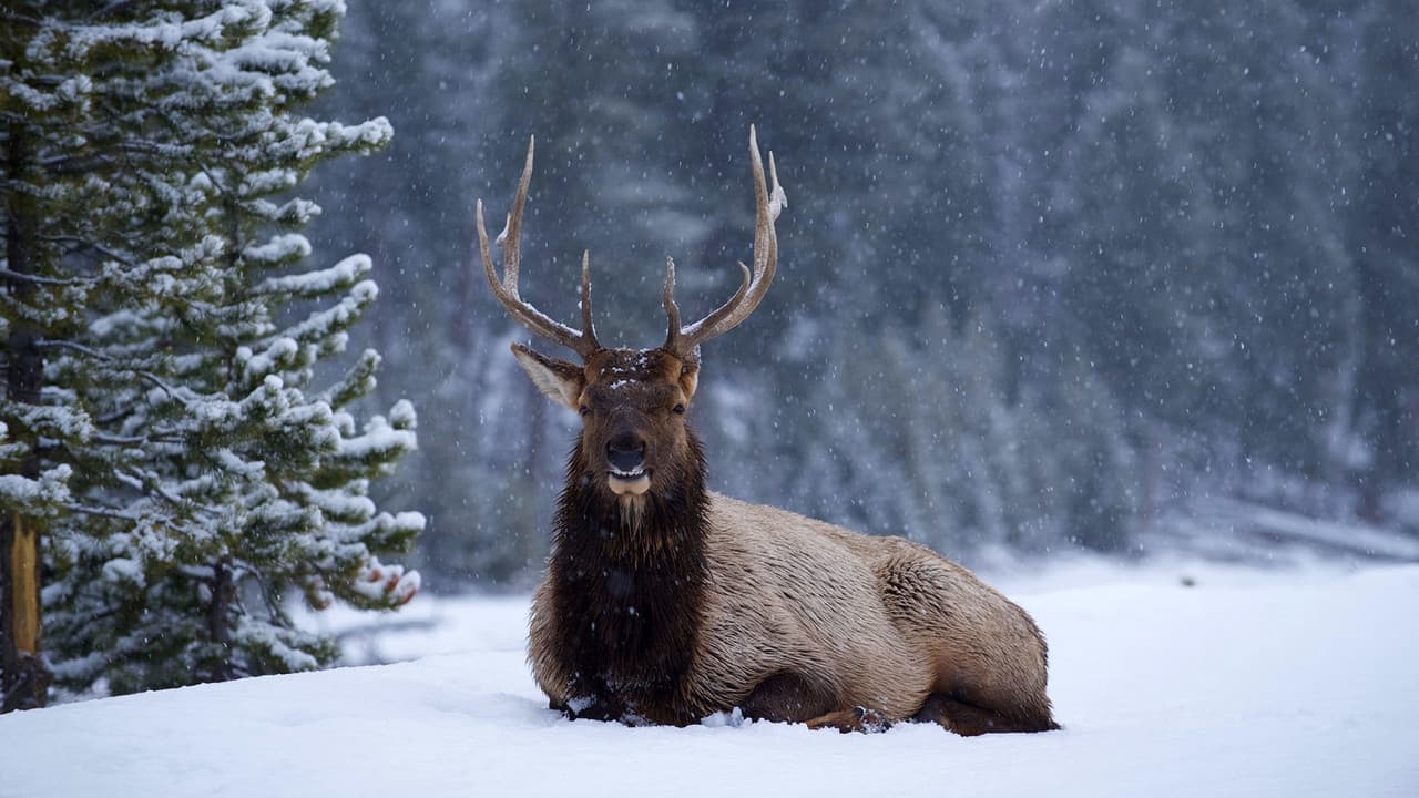 Szene aus Yellowstone Nationalpark