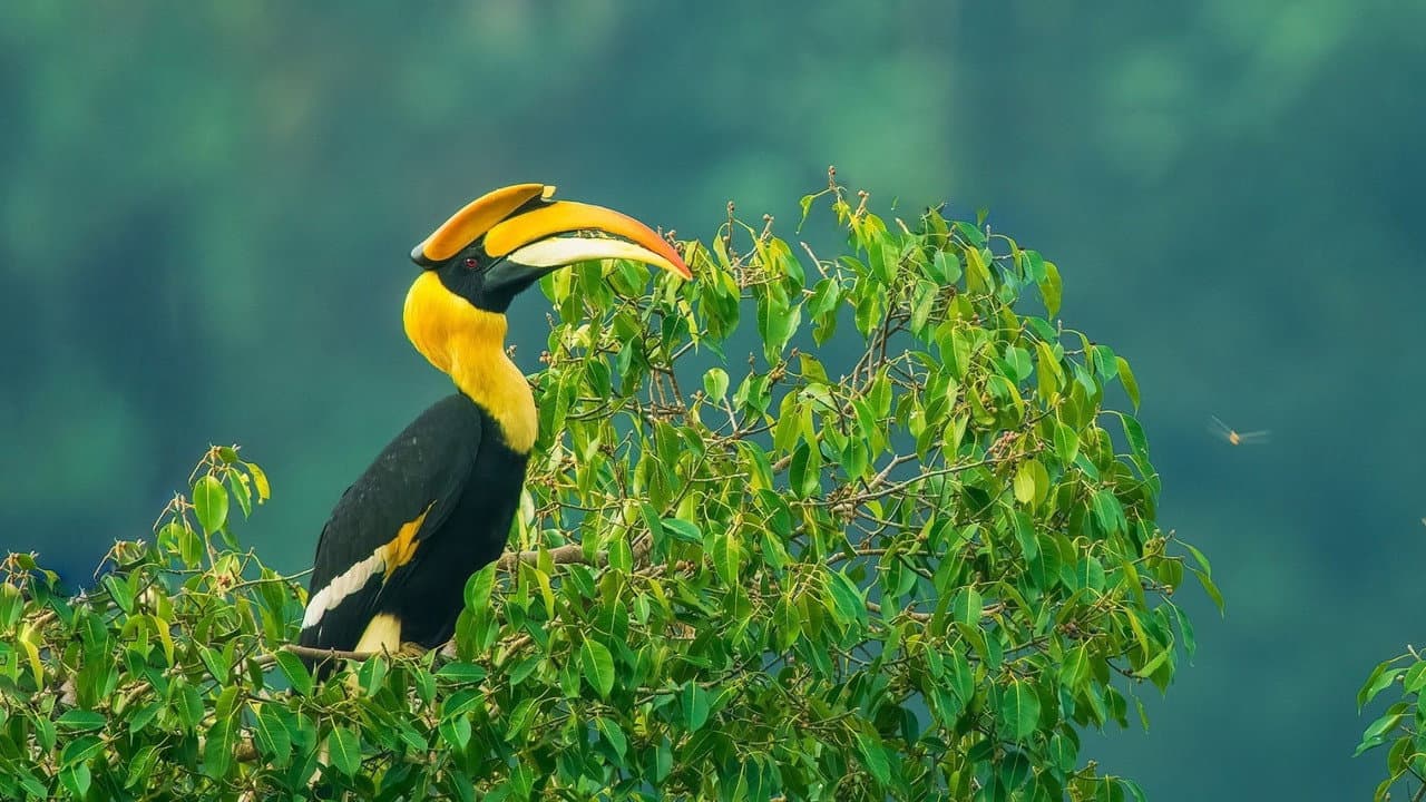 Szene aus Nilgiris - A Shared Wilderness