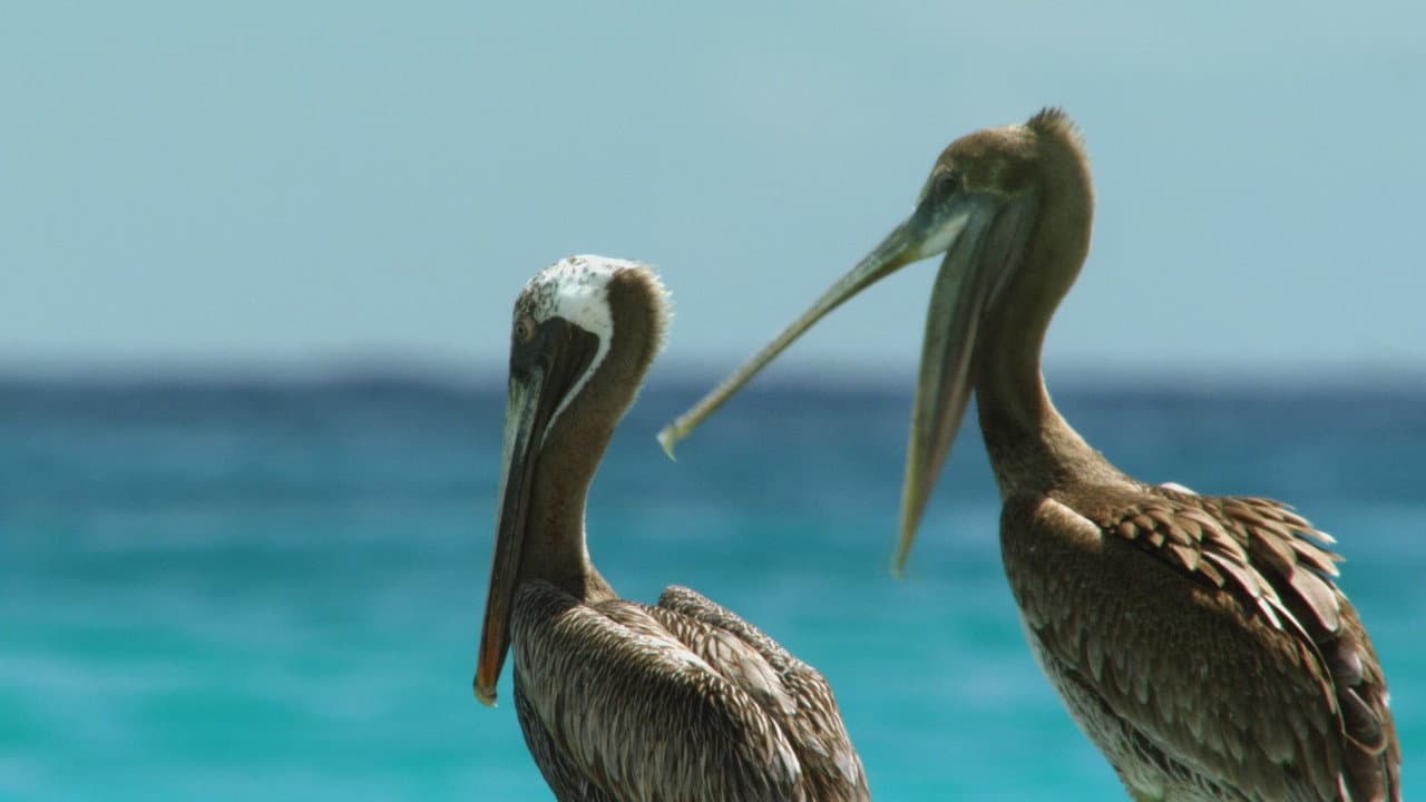 Szene aus Kuba - Im Rhythmus der Natur