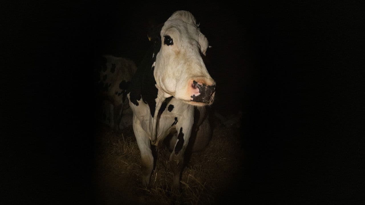 Szene aus Cow