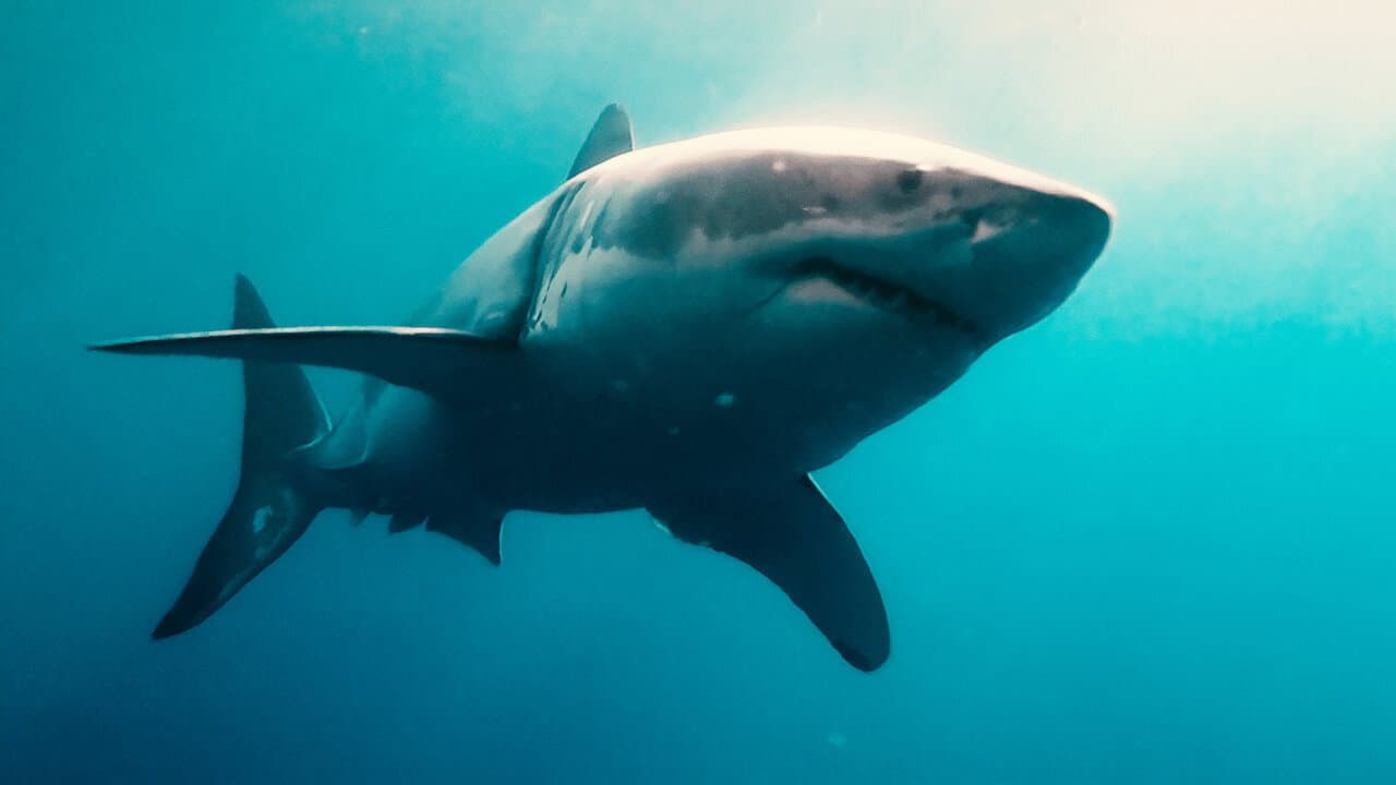 Szene aus Sharks (in 3D)