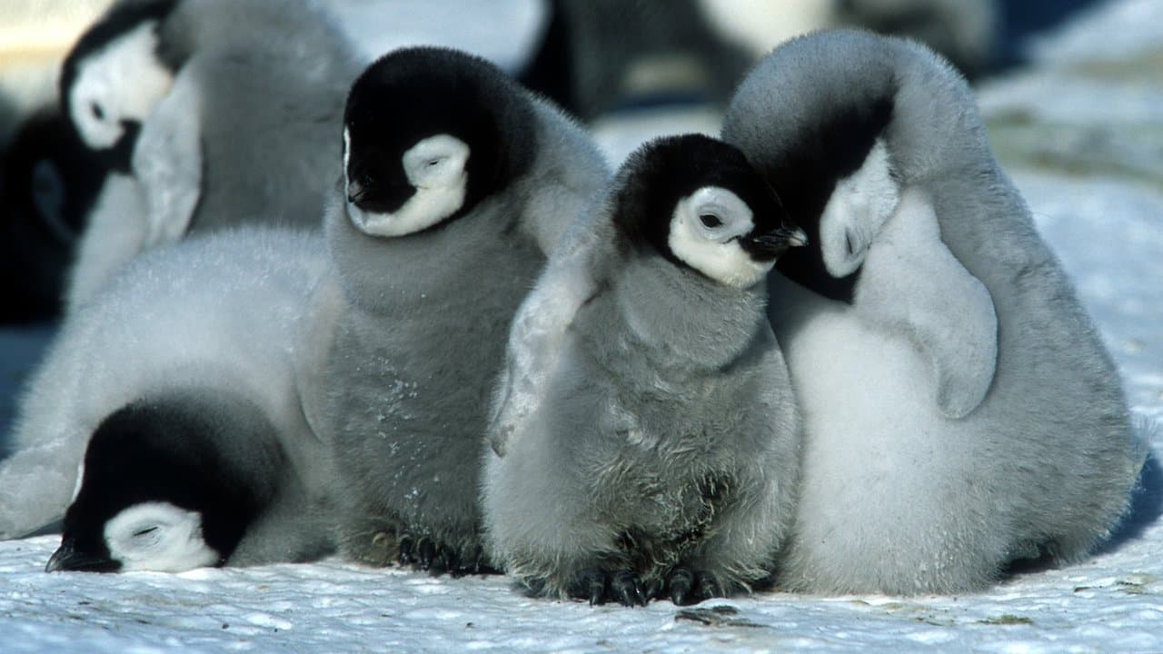 Szene aus Die Reise der Pinguine