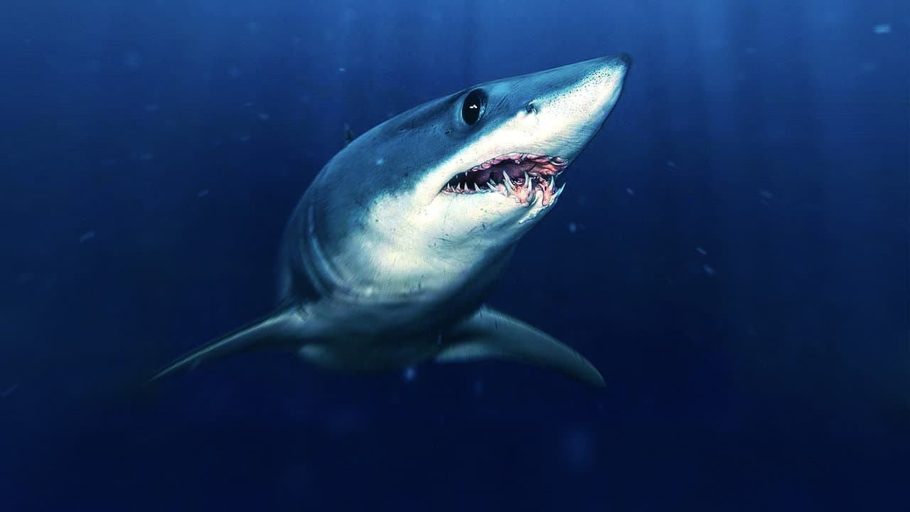 Szene aus Sharks That Eat Everything