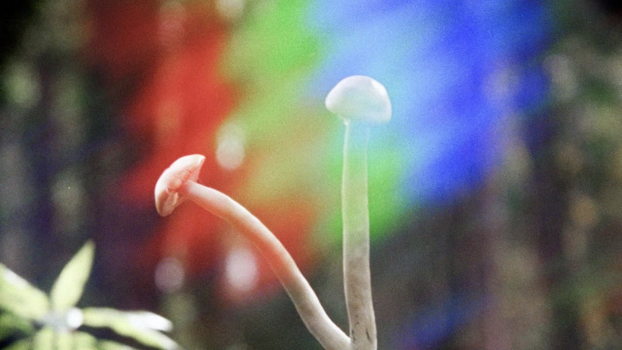 Szene aus Shrooms