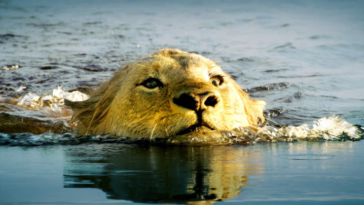 Szene aus Die Flut - Okavango unter Wasser