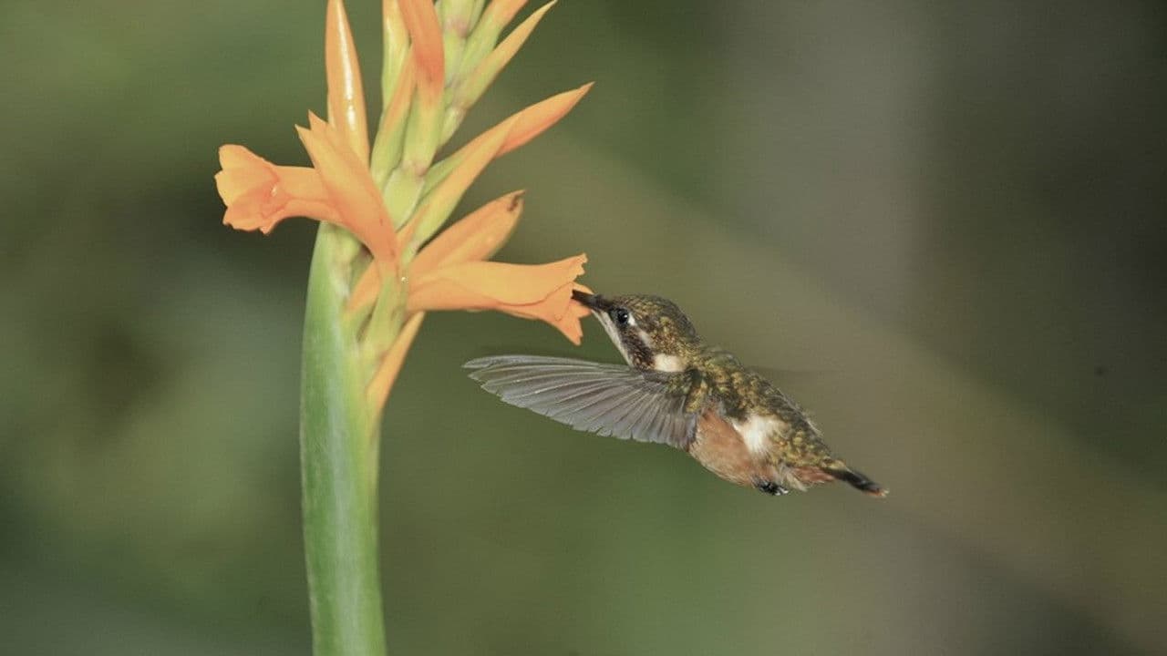Szene aus Hummingbirds: Jewelled Messengers