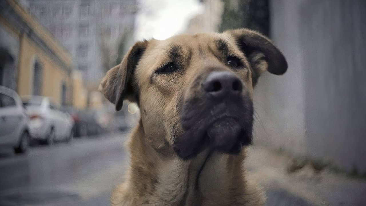 Szene aus Streuner - Unterwegs mit Hundeaugen