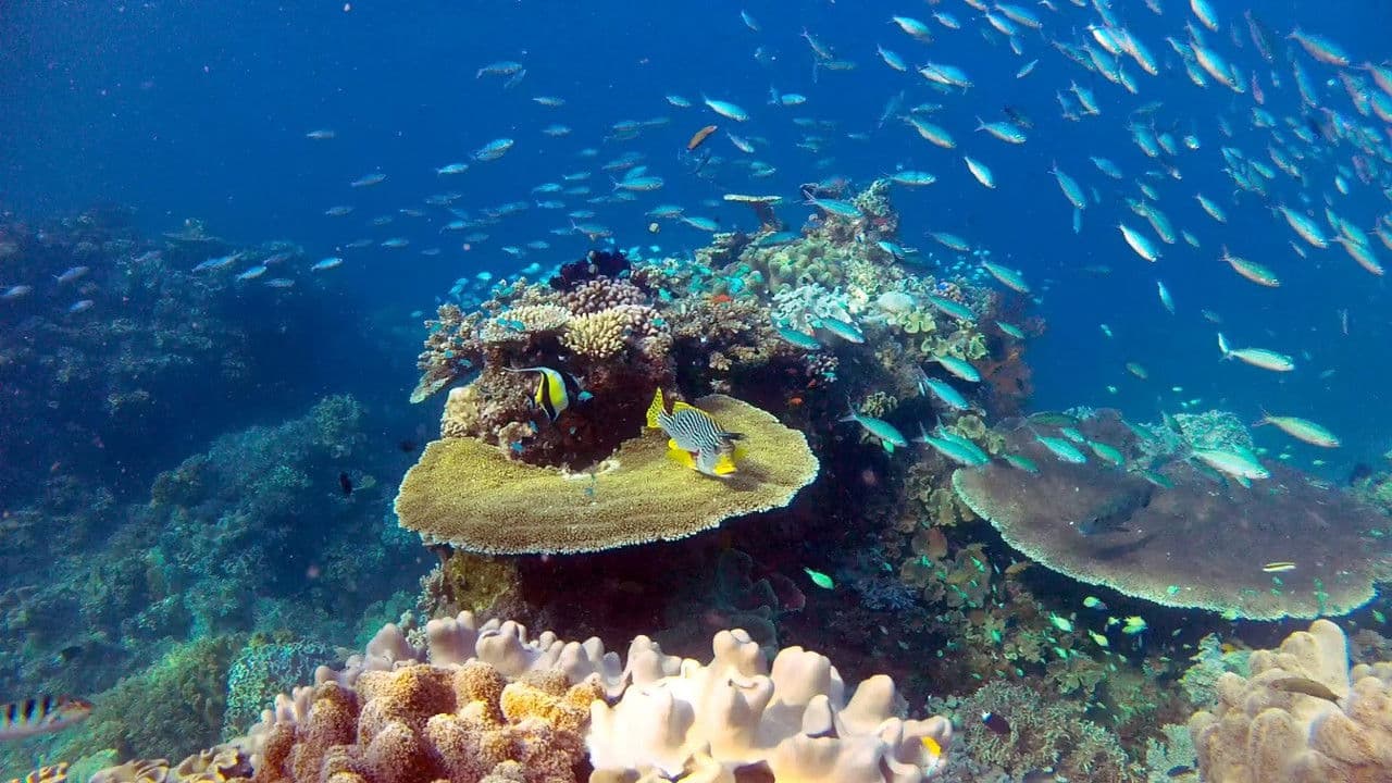 Szene aus Great Barrier Reef with David Attenborough