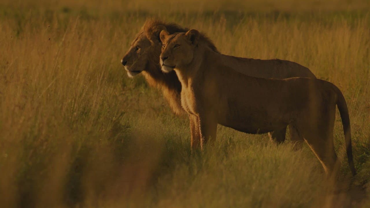 Szene aus Living with Lions