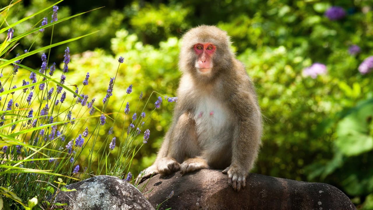Szene aus Wildes Japan - Land der tausend Inseln