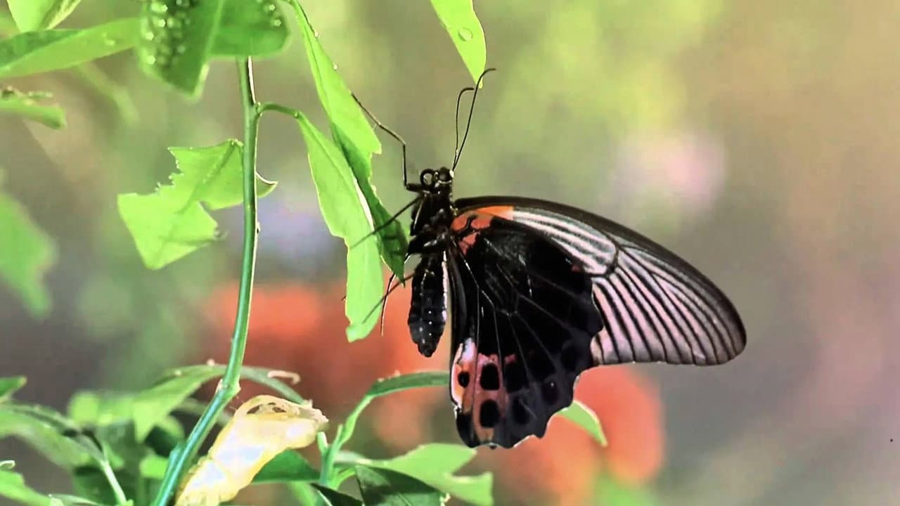 Szene aus Bugs! Abenteuer Regenwald 3D