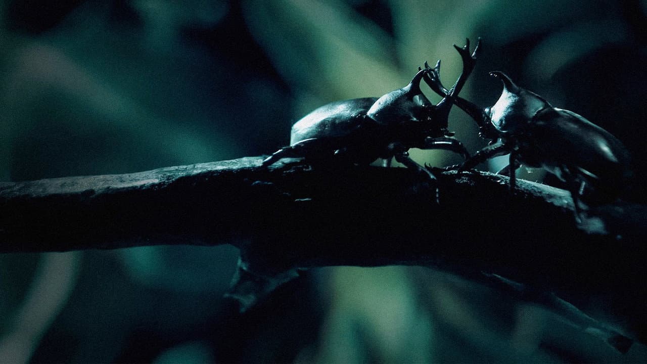 Szene aus Little Matters: Insects