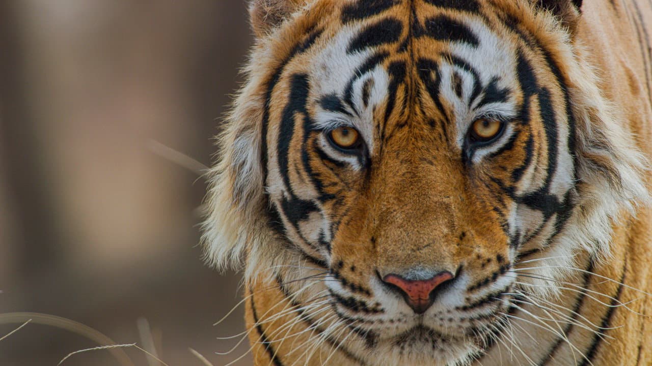 Szene aus Tiger