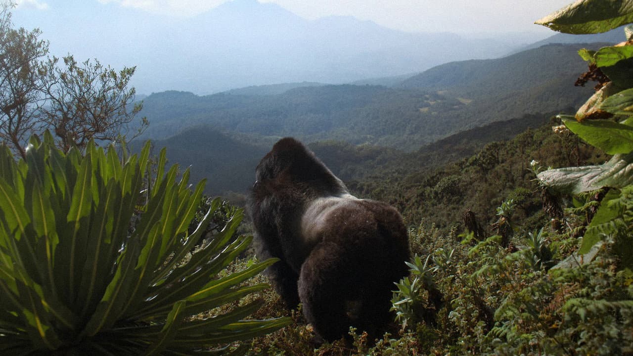 Szene aus Eine Gorilla-Story erzählt von David Attenborough