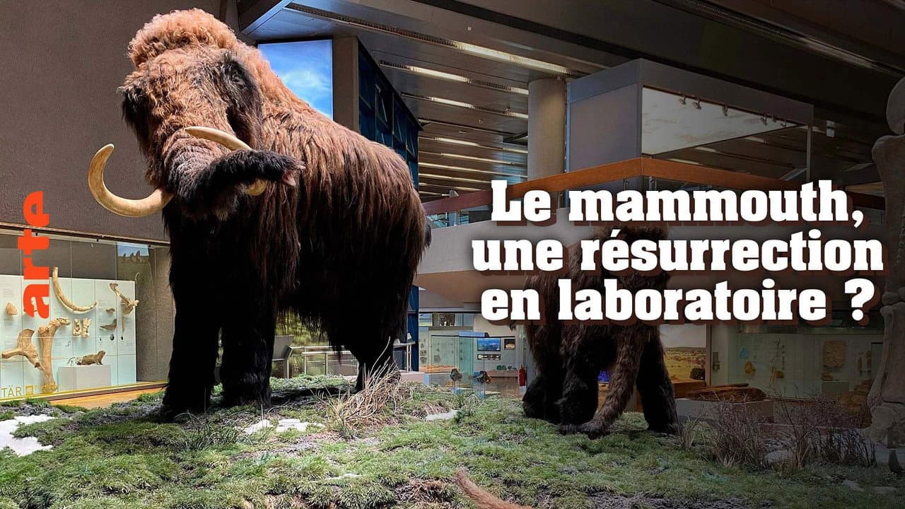 Szene aus Ein Mammut-Projekt – Wiedergeburt ausgestorbener Arten