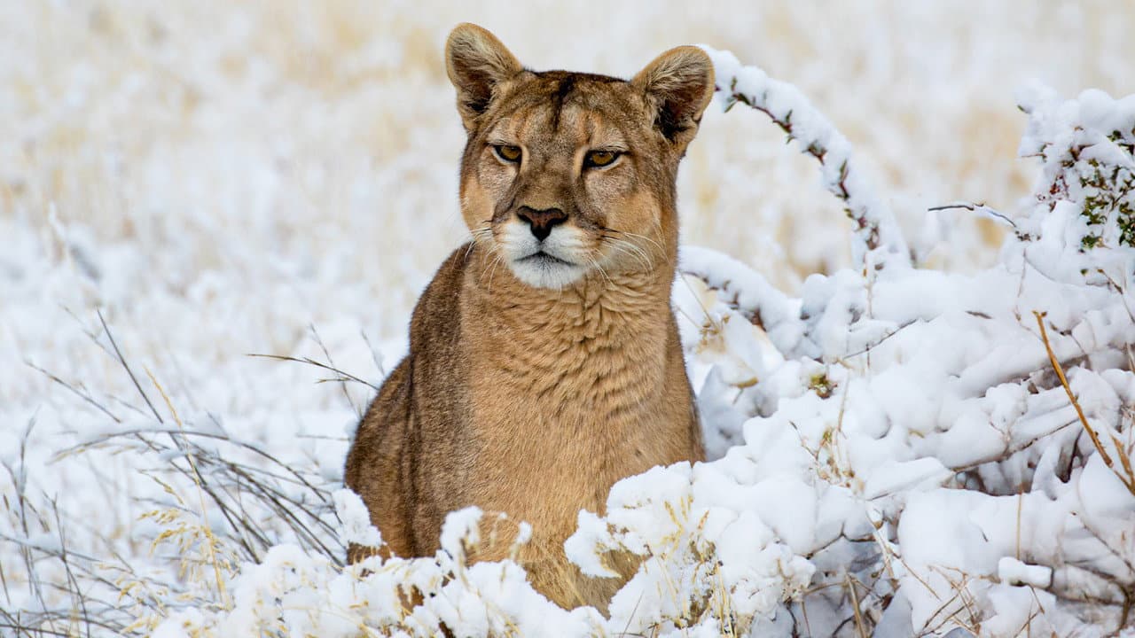 Szene aus Pumas - In der Wildnis Patagoniens