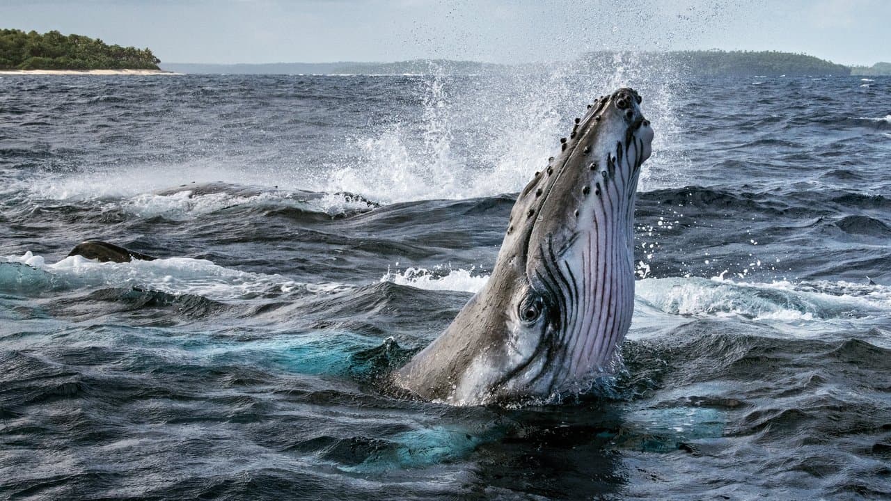 Szene aus Die geheimnisvolle Welt der Wale