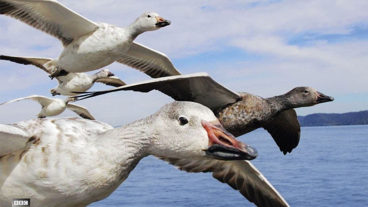 Szene aus Die fantastische Reise der Vögel