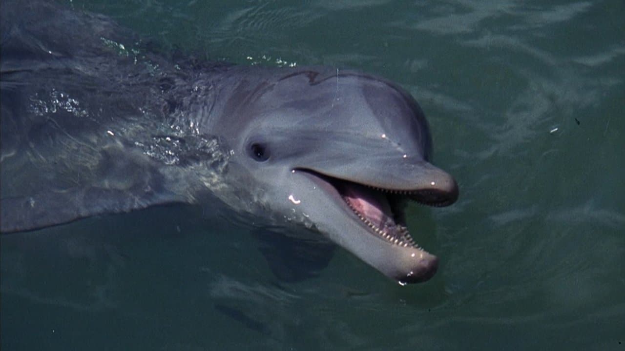 Szene aus Flipper