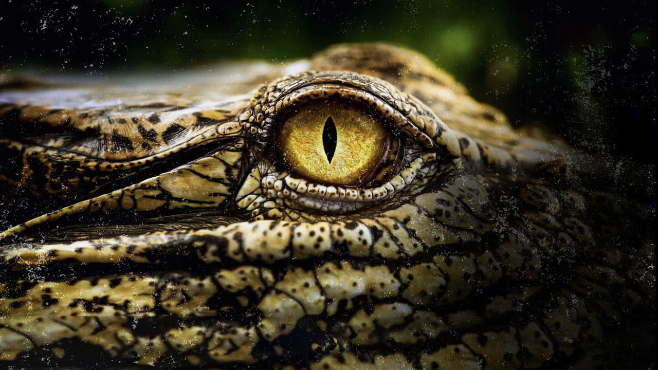 Szene aus Geheimnisse der Nilkrokodile