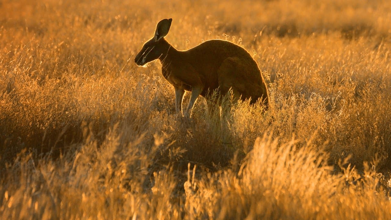 Szene aus Wildes Australien