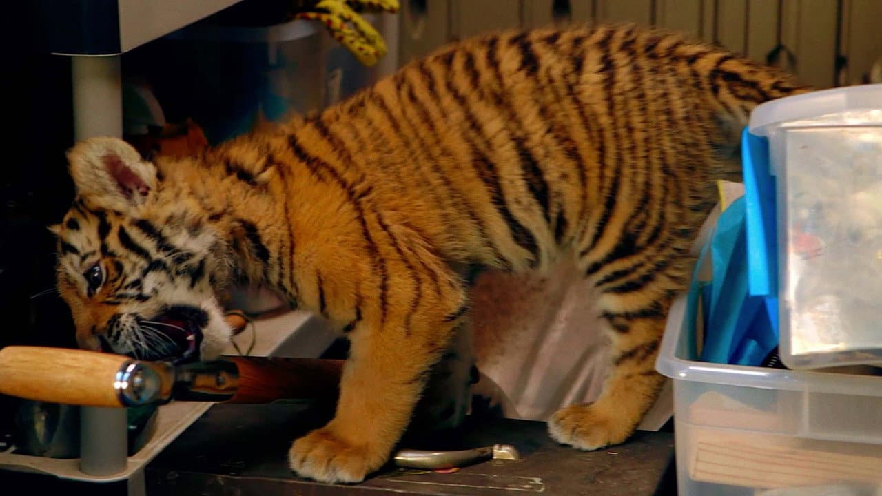Szene aus Tiger, Tatzen und TamTam