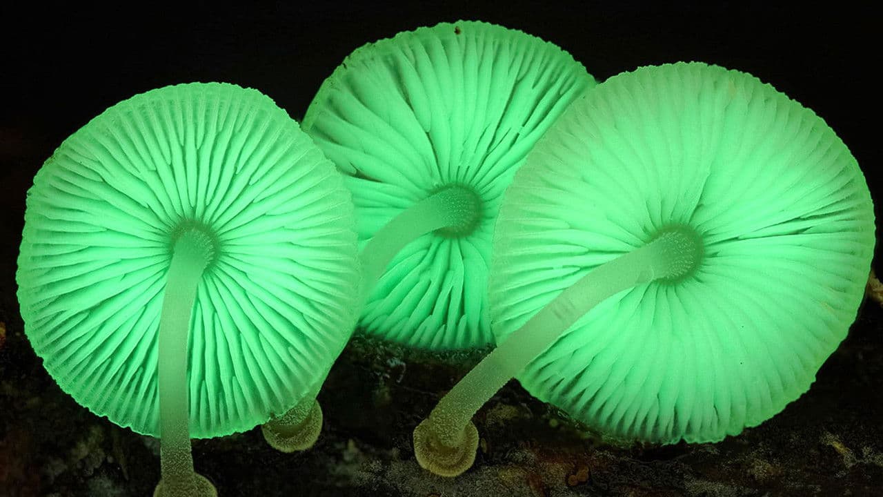 Szene aus Im Königreich der Pilze