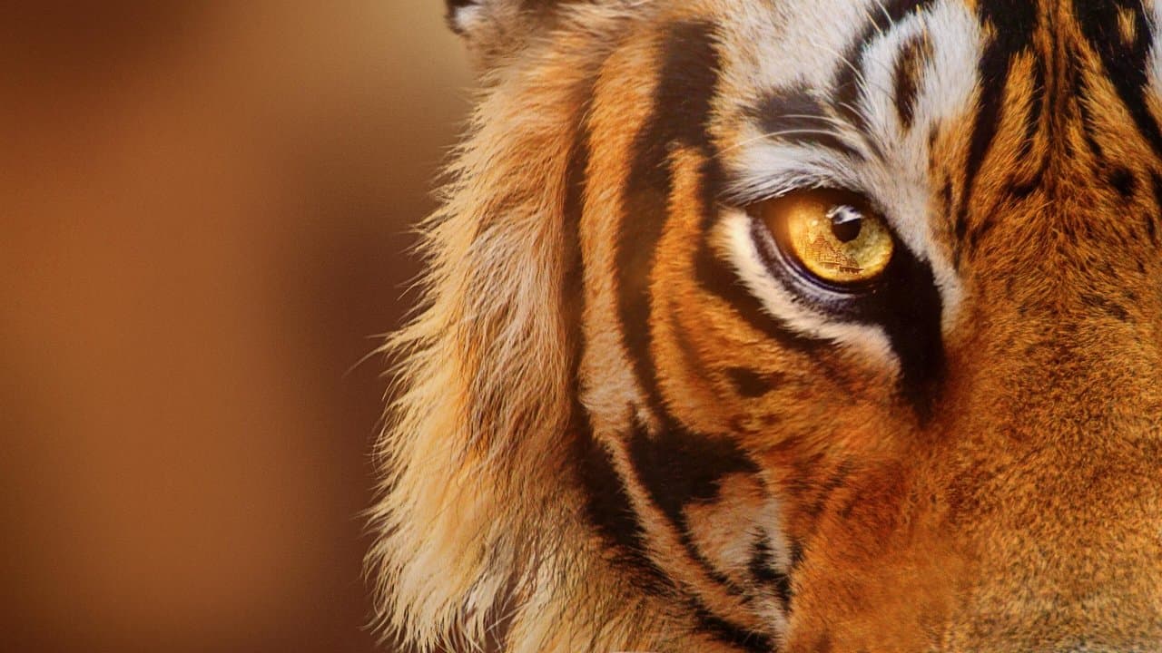 Szene aus Tiger auf dem Vormarsch