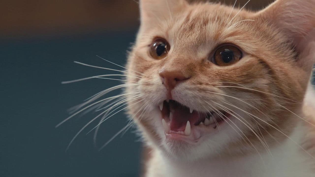 Szene aus Was Katzen denken