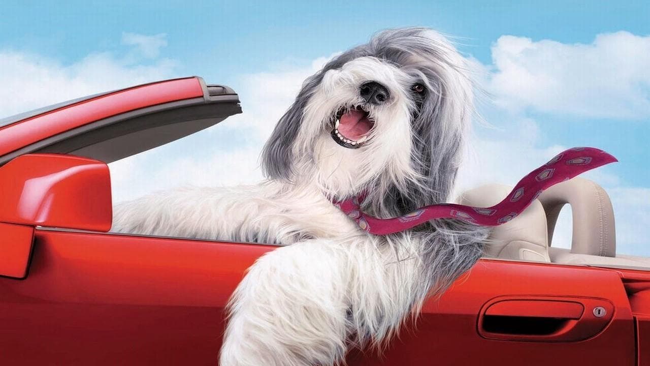 Szene aus Shaggy Dog - Hör mal, wer da bellt