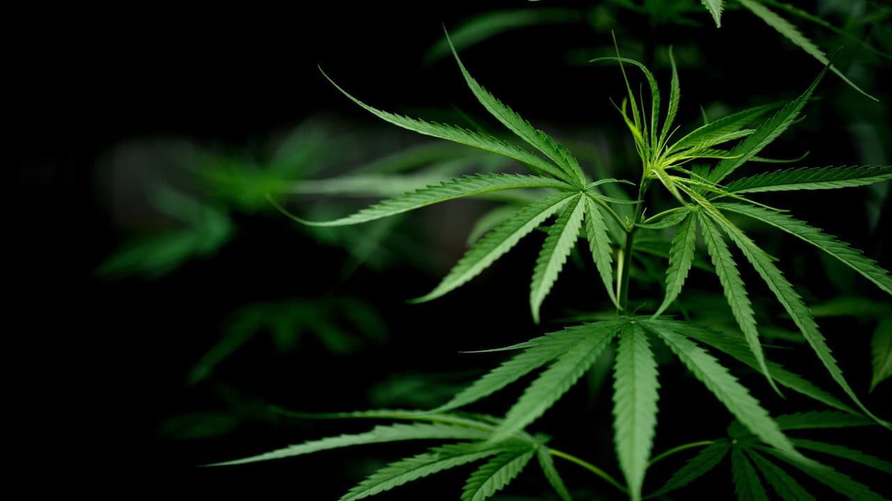 Szene aus Cannabis: Through the Ages