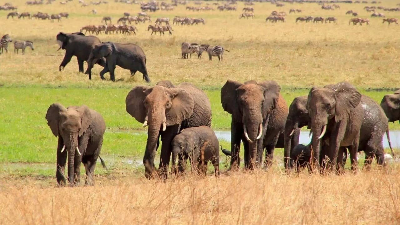 Szene aus Faszination Afrika 3D