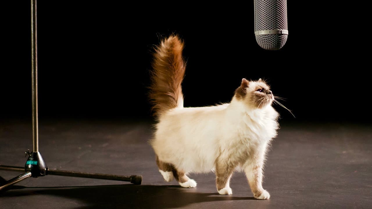 Szene aus Die geheime Welt unserer Katzen