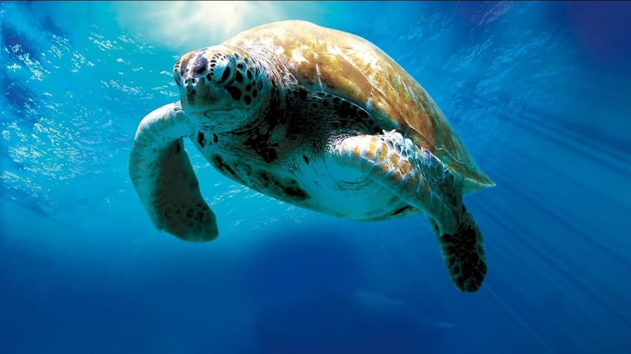 Szene aus Tortuga - Die unglaubliche Reise der Meeresschildkröte