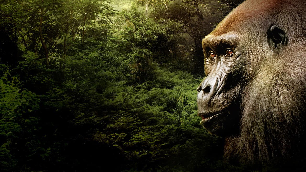 Szene aus Gorillas hautnah