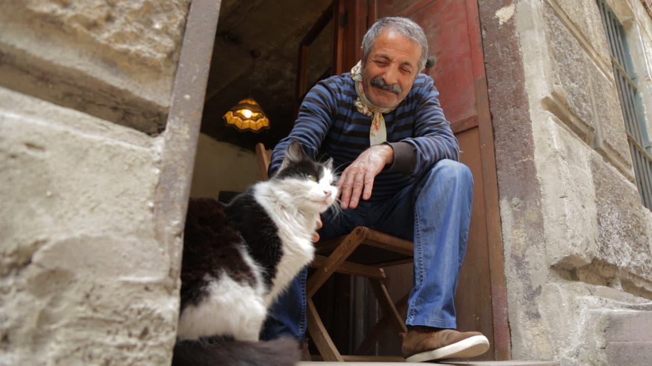 Szene aus Kedi - Von Katzen und Menschen