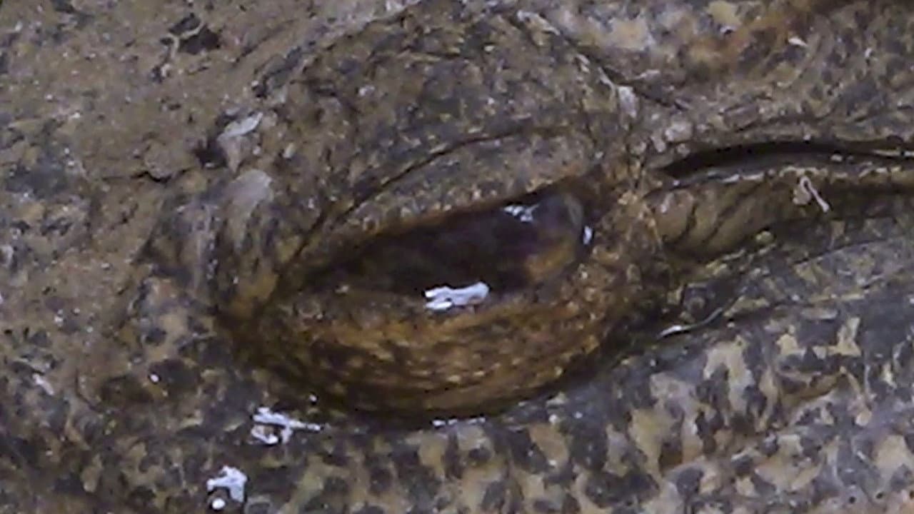 Szene aus 鳄鱼手记